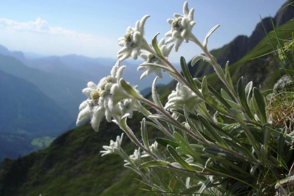 Au Printemps Japonais * Pierre-Chatel