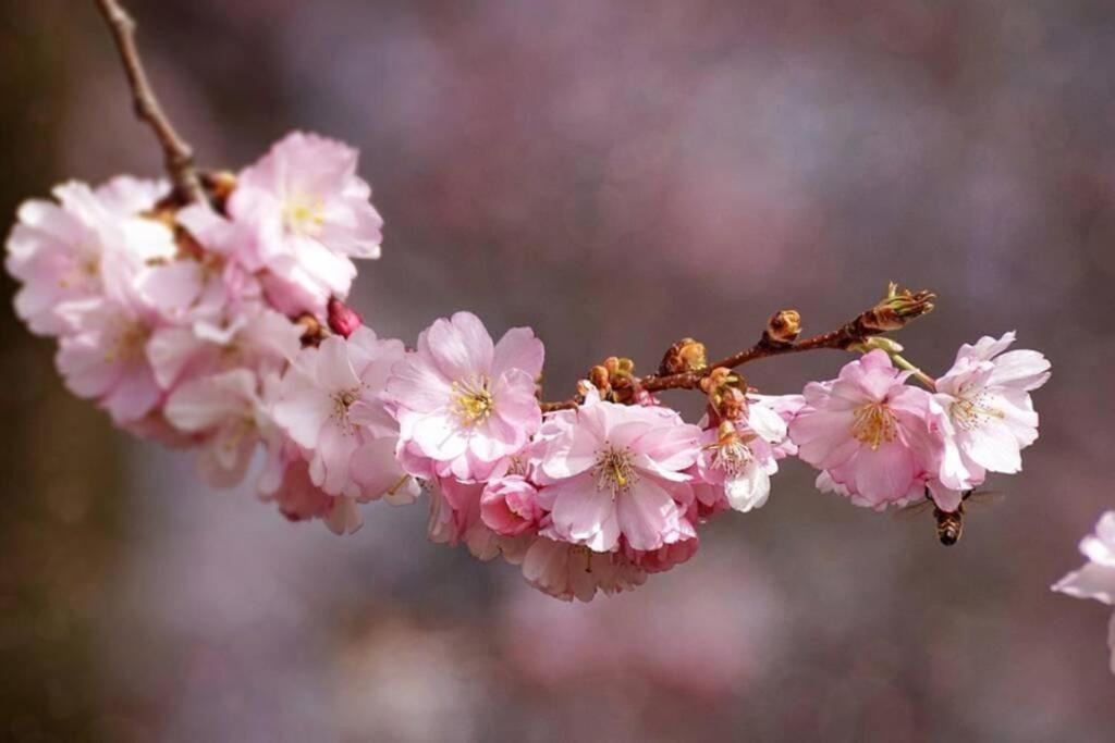 Au Printemps Japonais